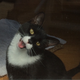 Illustration for article titled This Cat Is High as Hell